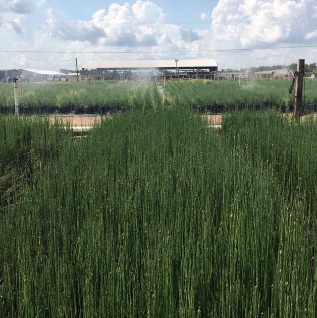 Horsetail Reed